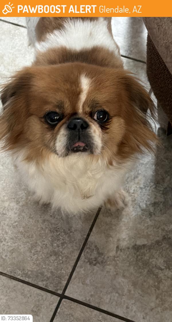 Found/Stray Male Dog last seen 7th Avenue Glendale Avenue, Glendale, AZ 85301