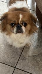Found/Stray Male Dog last seen 7th Avenue Glendale Avenue, Glendale, AZ 85301