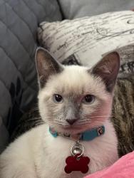 Reunited Female Cat last seen Able Mechanical, Denton County, TX 76227