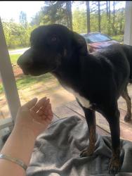 Lost Male Dog last seen Pinewood country club #17 pond 4:00, Asheboro, NC 27205