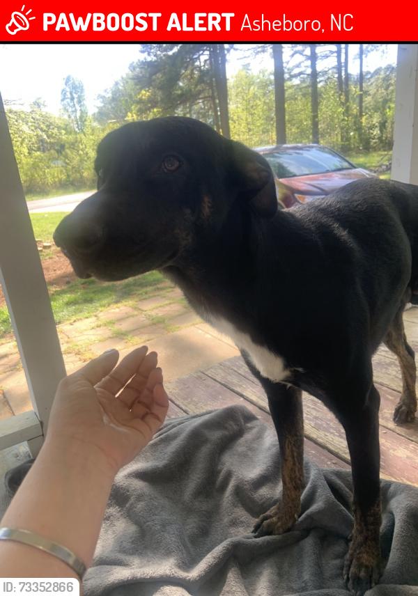 Lost Male Dog last seen Pinewood country club #17 pond 4:00, Asheboro, NC 27205