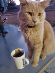 Lost Male Cat last seen Tolouse, Riverside, CA 92501