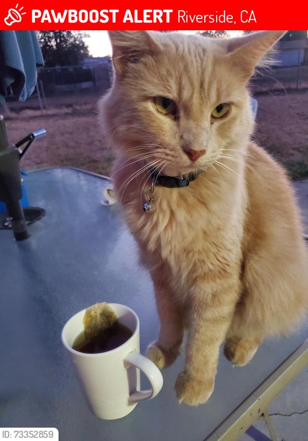 Lost Male Cat last seen Tolouse, Riverside, CA 92501