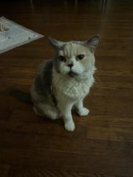 Found/Stray Male Cat last seen union st flushing 11354, Queens, NY 11354