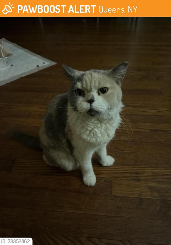 Found/Stray Male Cat last seen union st flushing 11354, Queens, NY 11354