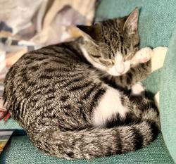 Reunited Female Cat last seen Sioux Dr, Jacksonville, NC 28540