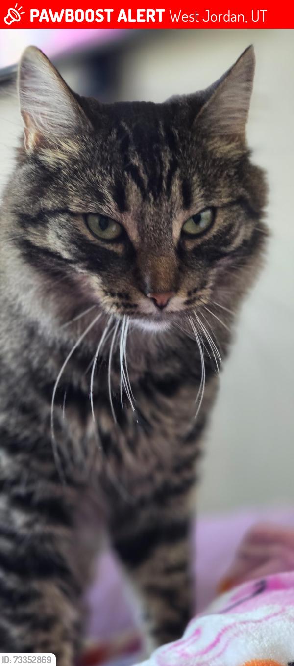 Lost Female Cat last seen Boulder canyon apmts, West Jordan, UT 84081