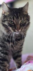 Lost Female Cat last seen Boulder canyon apmts, West Jordan, UT 84081
