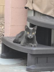 Found/Stray Female Cat last seen S 23rd Ave & W Baseline Rd, Phoenix, AZ 85041