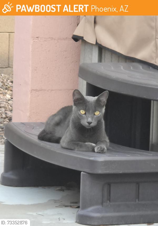 Found/Stray Female Cat last seen S 23rd Ave & W Baseline Rd, Phoenix, AZ 85041