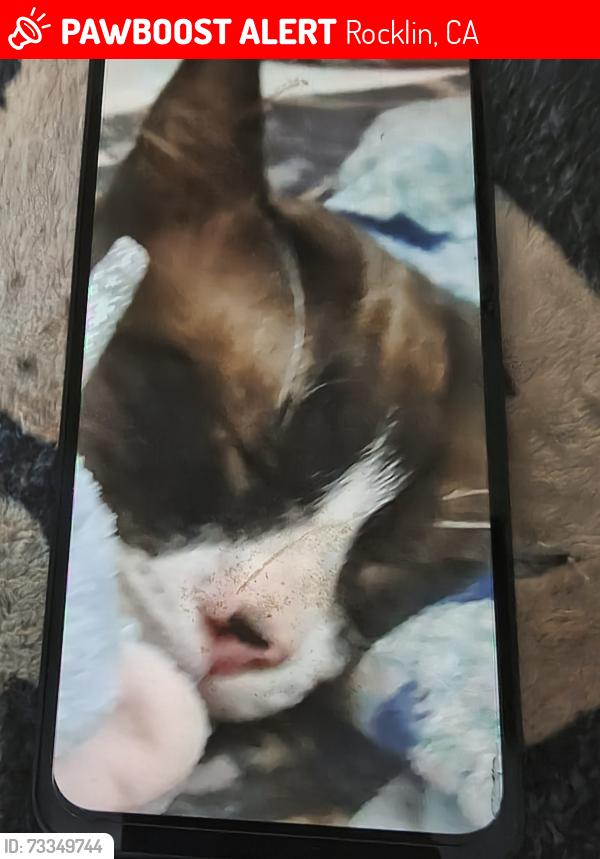 Lost Male Cat last seen Myers And Rocklin rd, Rocklin, CA 95677