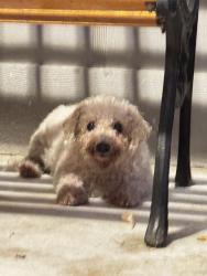 Reunited Female Dog last seen Oak Harbour Dr, Altamonte Springs, FL 32701, USA, Altamonte Springs, FL 32701