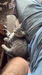 Found/Stray Female Cat last seen Unknown, Grand Rapids, MI 49503