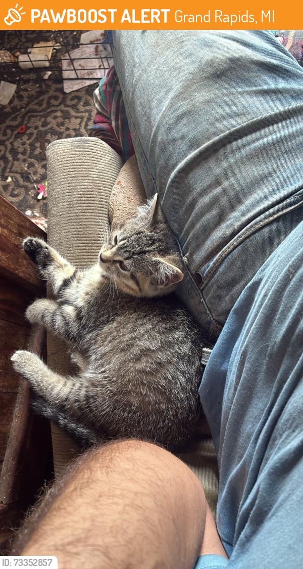 Found/Stray Female Cat last seen Unknown, Grand Rapids, MI 49503