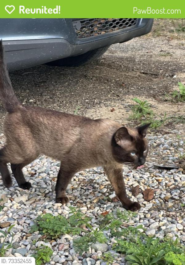 Reunited Male Cat last seen 60th and Whitneyville, Alto, MI 49302