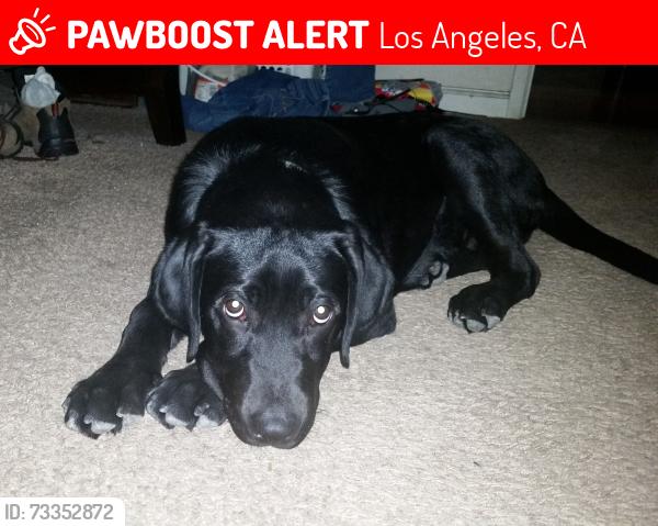 Lost Male Dog last seen 76th y Main, Los Angeles, CA 90003