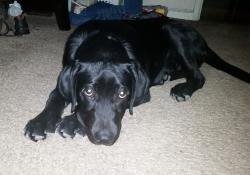Lost Male Dog last seen 76th y Main, Los Angeles, CA 90003