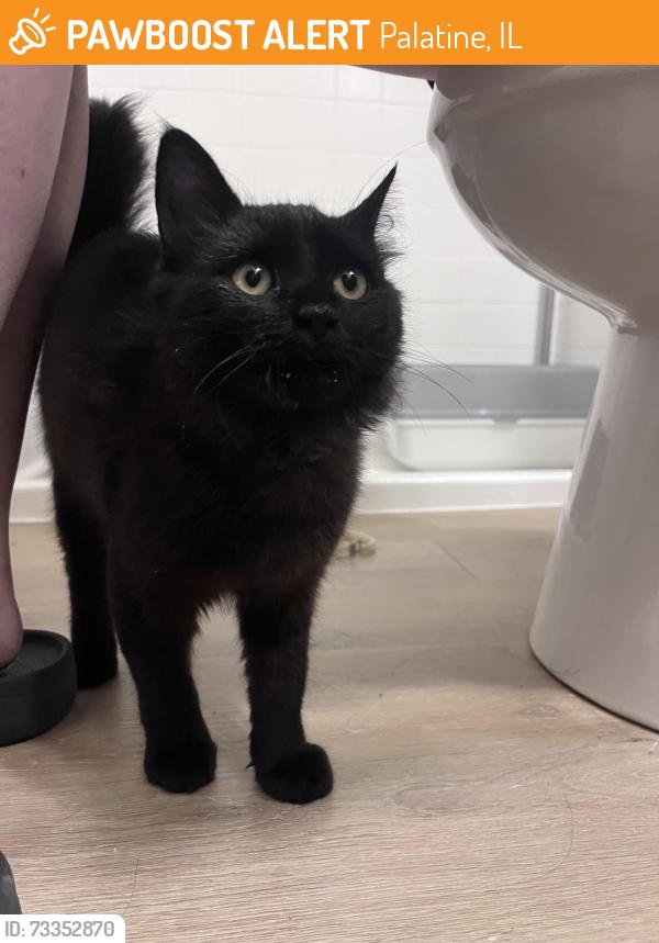 Found/Stray Female Cat last seen Albion on Lake Cook was sleeping in an open garage., Palatine, IL 60074