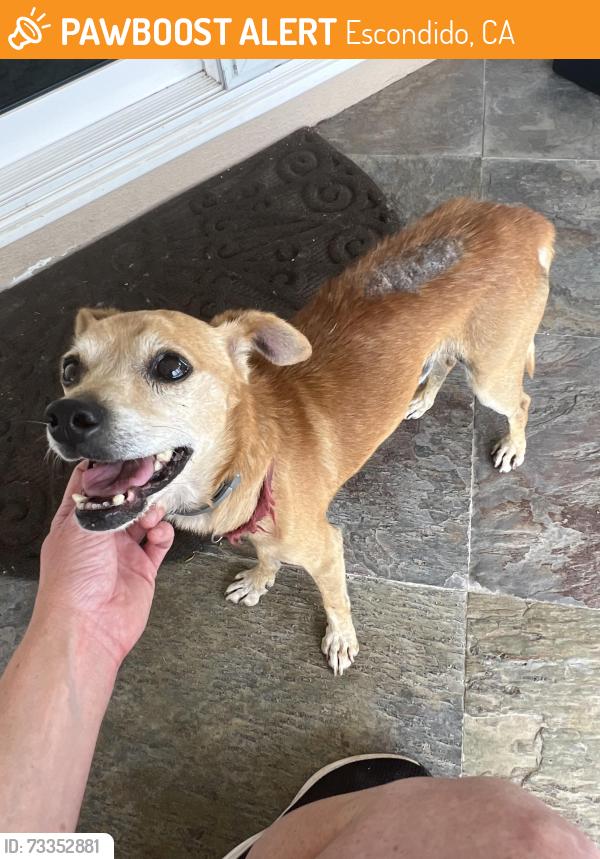 Found/Stray Male Dog last seen Gary Lane & David Drive, Escondido, CA 92026