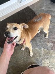 Found/Stray Male Dog last seen Gary Lane & David Drive, Escondido, CA 92026