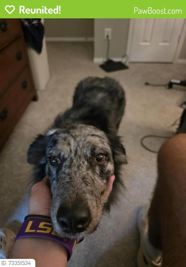 Reunited Female Dog last seen Grogans Mill & Crystal Lake, The Woodlands, TX 77380