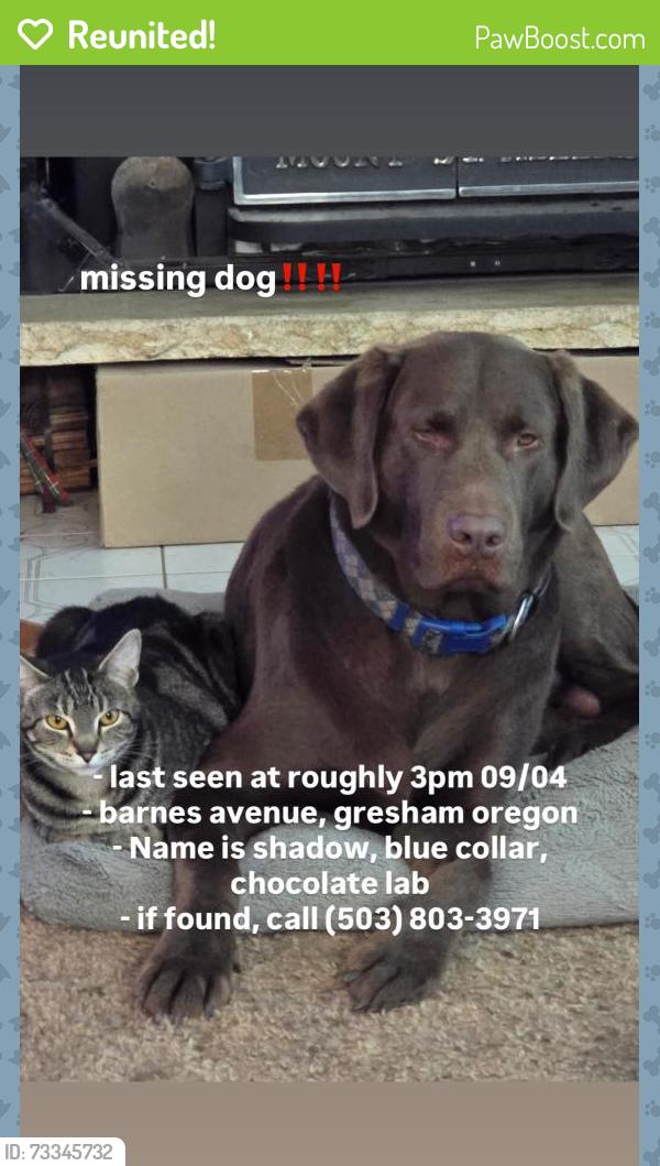Reunited Male Dog last seen Powell and se barnes, Gresham, OR 97080