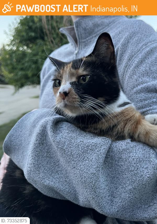 Found/Stray Unknown Cat last seen 91st and Masters Rd, Indianapolis, IN 46250