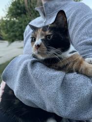 Found/Stray Unknown Cat last seen 91st and Masters Rd, Indianapolis, IN 46250