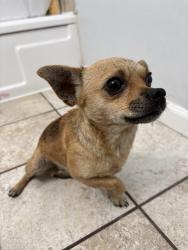 Found/Stray Male Dog last seen Foothill Drv and Newbury Ave, San Bernardino, CA 92404