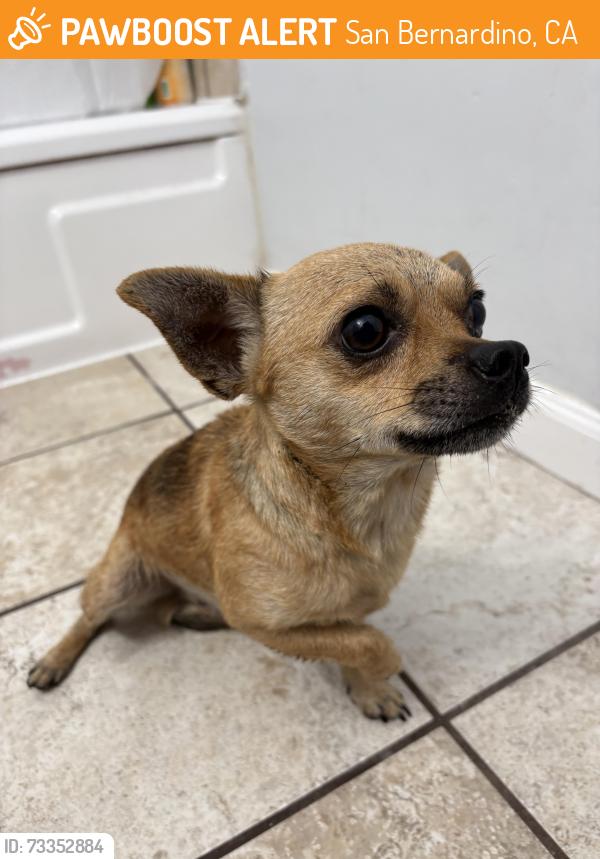 Found/Stray Male Dog last seen Foothill Drv and Newbury Ave, San Bernardino, CA 92404