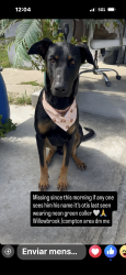 Lost Male Dog last seen Willowbrook y el segundo, Compton, CA 90222