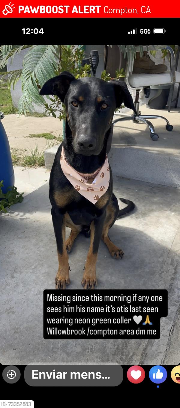 Lost Male Dog last seen Willowbrook y el segundo, Compton, CA 90222