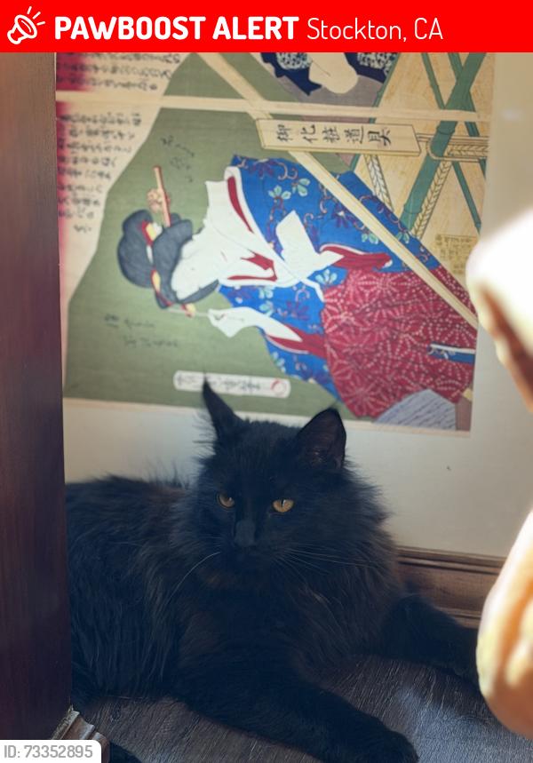 Lost Male Cat last seen Patton st and Ada st, Stockton, CA 95215