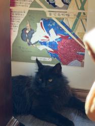 Lost Male Cat last seen Patton st and Ada st, Stockton, CA 95215