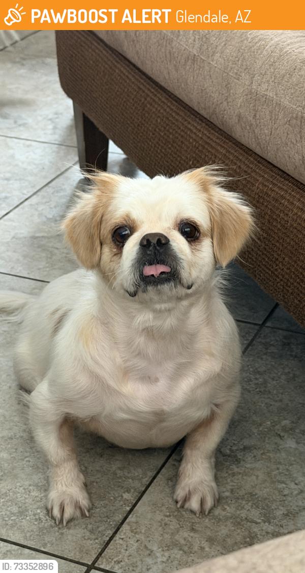 Found/Stray Female Dog last seen 7th Ave and Glendale Avenue, Glendale, AZ 85301