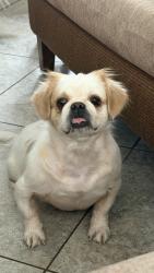 Found/Stray Female Dog last seen 7th Ave and Glendale Avenue, Glendale, AZ 85301
