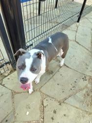Found/Stray Female Dog last seen Bratton and Grand Avenue Parkway, Austin, TX 78728