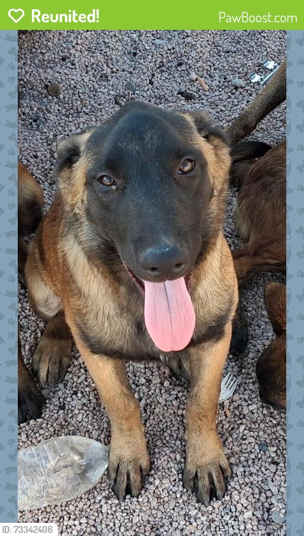 Reunited Male Dog last seen E main St, Mesa, AZ 85204