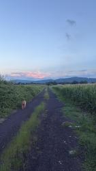 Reunited Female Dog last seen Near bonnybrook road, may be heading towards carlisle, Carlisle, PA 17013