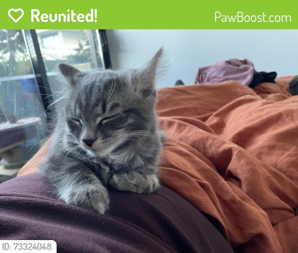 Reunited Male Cat last seen Frankie apmts 125 Francis st, Yarraville, VIC 3013