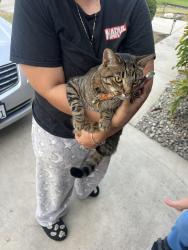 Reunited Male Cat last seen High Peaks Drive, Bridge Creek Ave, Bakersfield, CA 93313