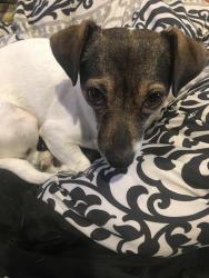 Lost Male Dog last seen near Keeneland Pkwy and Cavalcade Dr., Dallas, TX 75211