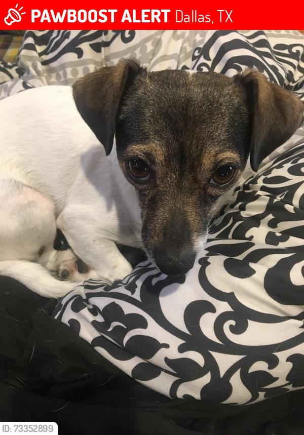 Lost Male Dog last seen near Keeneland Pkwy and Cavalcade Dr., Dallas, TX 75211