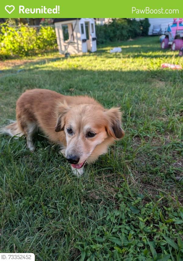 Reunited Male Dog last seen Ivanhoe at Maurice, St. Louis, MO 63139