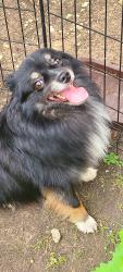 Reunited Male Dog last seen Manning Lane, Rosa Court and Midway Road, Dallas, TX 75220
