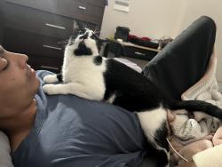 Reunited Female Cat last seen Mural apmts, Quick Trip, Aurora, CO 80011