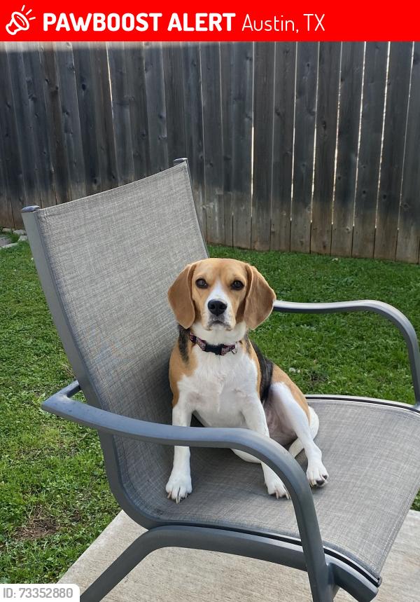 Lost Female Dog last seen South 1st and Cumberland, Austin, TX 78704