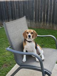 Lost Female Dog last seen South 1st and Cumberland, Austin, TX 78704