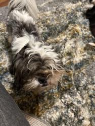 Reunited Male Dog last seen North vista north mist, Houston, TX 77073