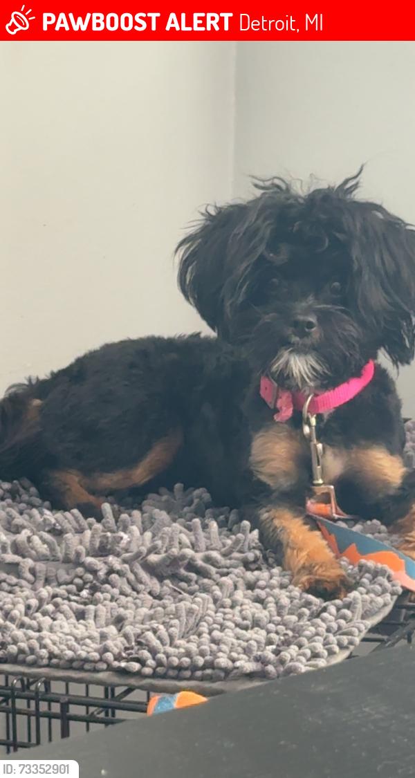Lost Female Dog last seen Whittier and Lakepointe, Detroit, MI 48224